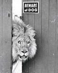 pic for security lion